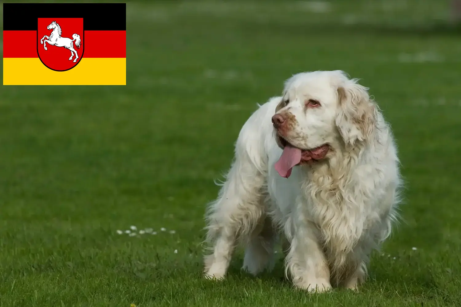Clumber spániel kiskutyák és tenyésztők Alsó-Szászország Itt találhat Clumber spániel tenyésztőket Alsó-Szászországban.