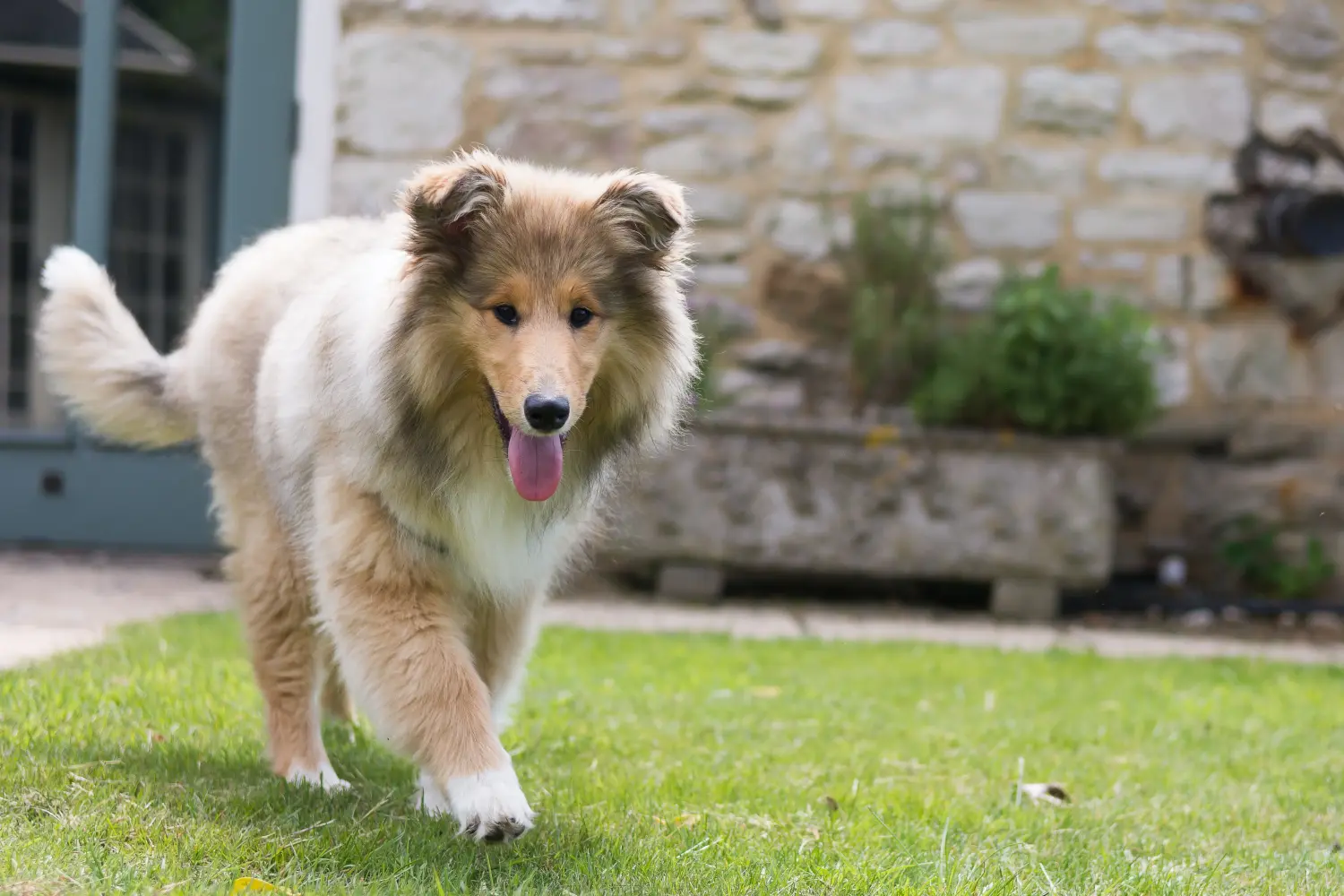 Egy collie kölyökkutya megvásárlása felelősségvállalást jelent! Collie kiskutyák vásárlása.