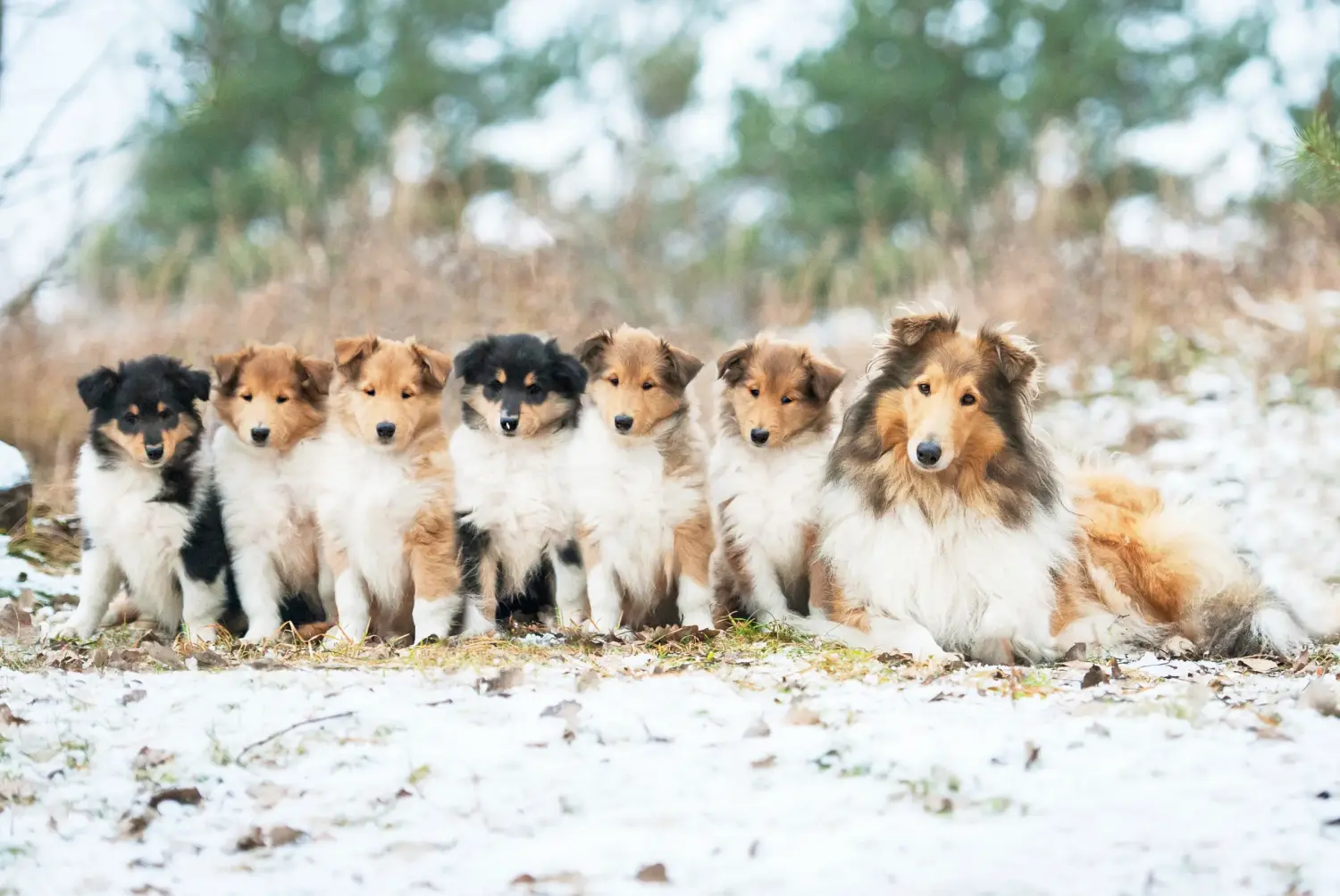 Egy collie kölyökkutya megvásárlása felelősségvállalást jelent! Collie kiskutyák vásárlása.