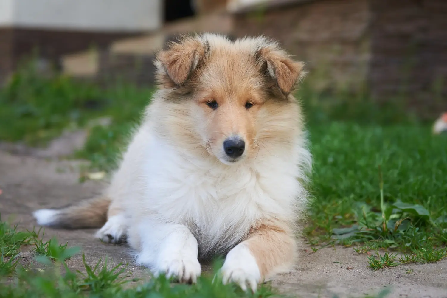 Egy collie kölyökkutya megvásárlása felelősségvállalást jelent! Collie kiskutyák vásárlása.