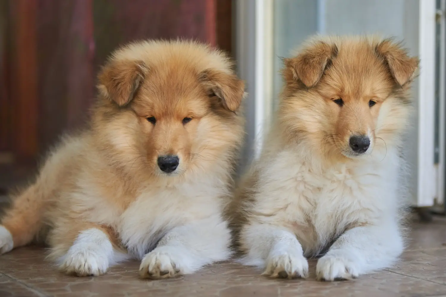 Egy collie kölyökkutya megvásárlása felelősségvállalást jelent! Collie kiskutyák vásárlása.