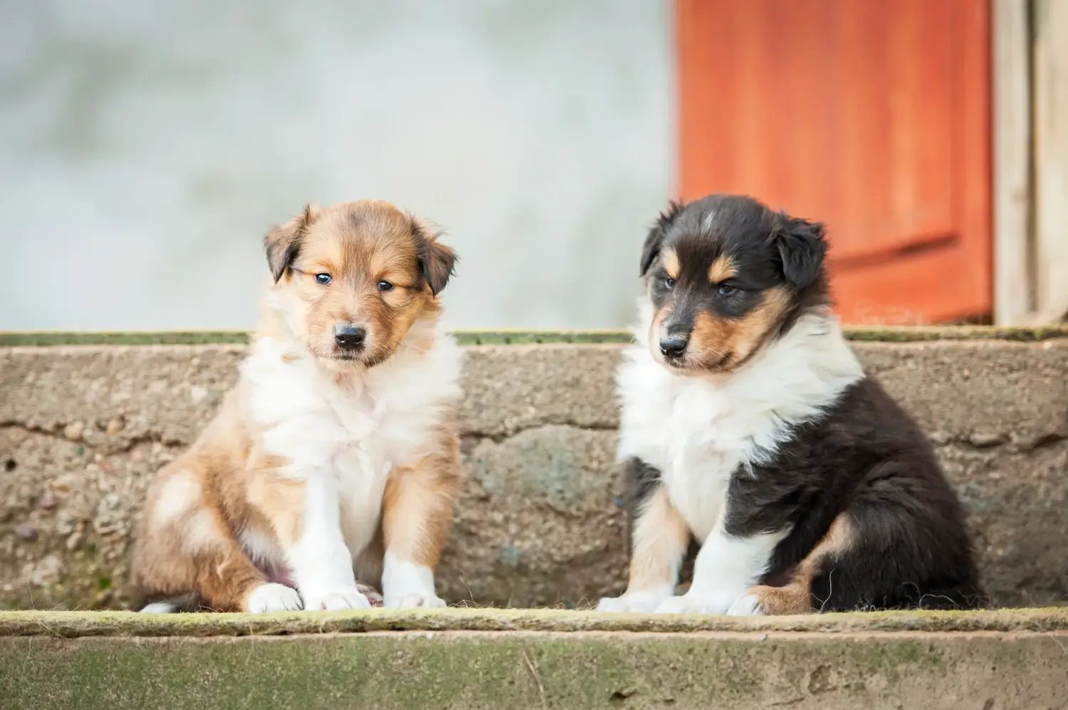 Egy collie kölyökkutya megvásárlása felelősségvállalást jelent! Collie kiskutyák vásárlása.