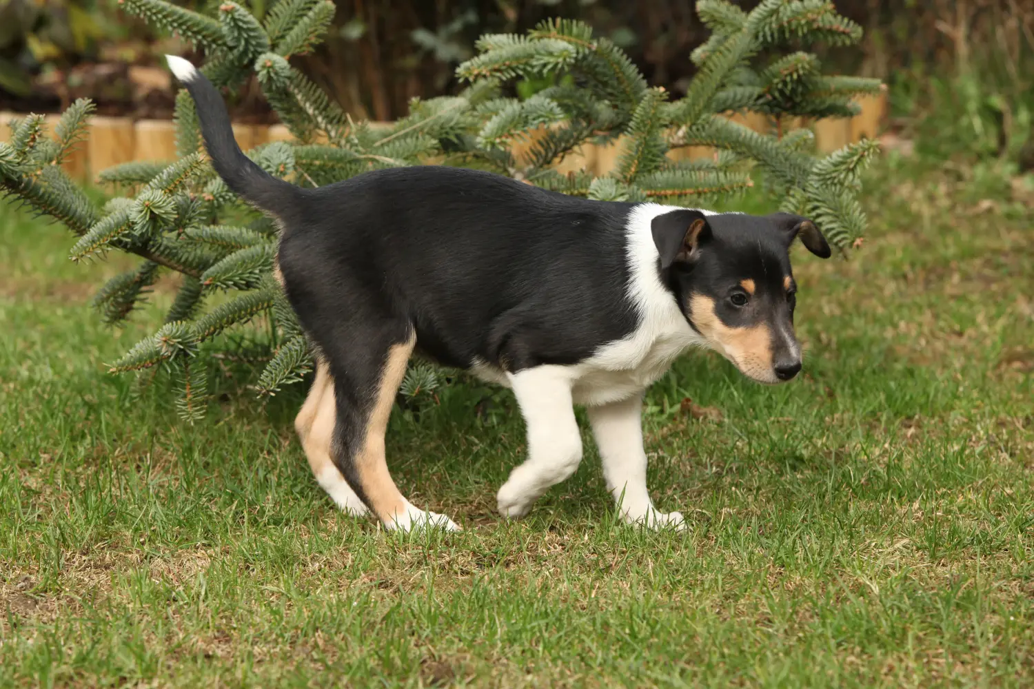 Egy collie kölyökkutya megvásárlása felelősségvállalást jelent! Collie kiskutyák vásárlása.