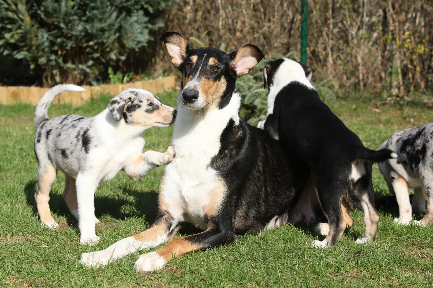 Egy collie kölyökkutya megvásárlása felelősségvállalást jelent! Collie kiskutyák vásárlása.