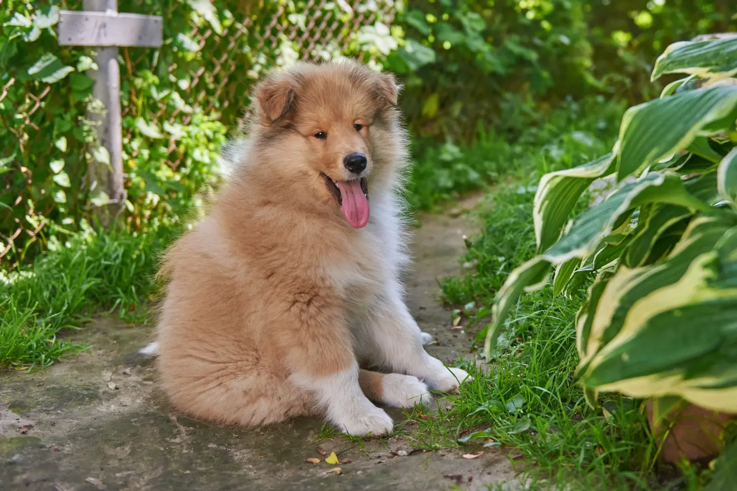 Egy collie kölyökkutya megvásárlása felelősségvállalást jelent! Collie kiskutyák vásárlása.