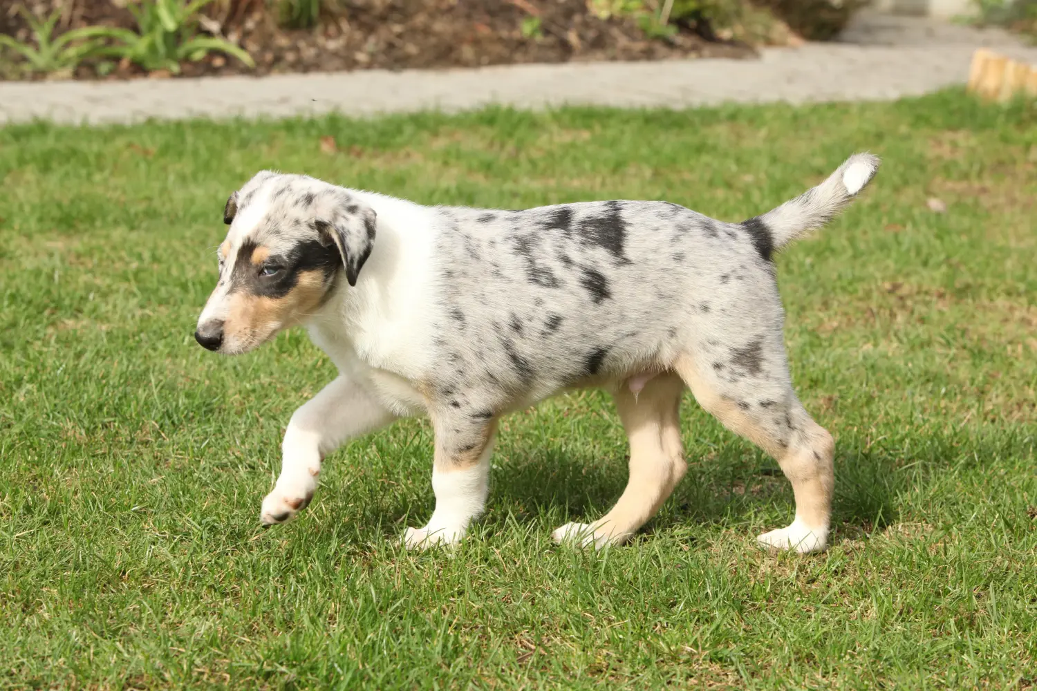 Egy collie kölyökkutya megvásárlása felelősségvállalást jelent! Collie kiskutyák vásárlása.