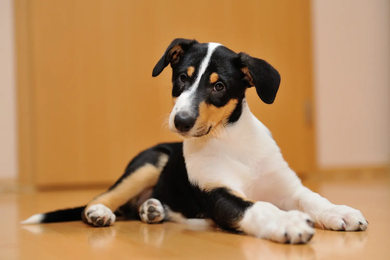 Egy collie kölyökkutya megvásárlása felelősségvállalást jelent! Collie kiskutyák vásárlása.