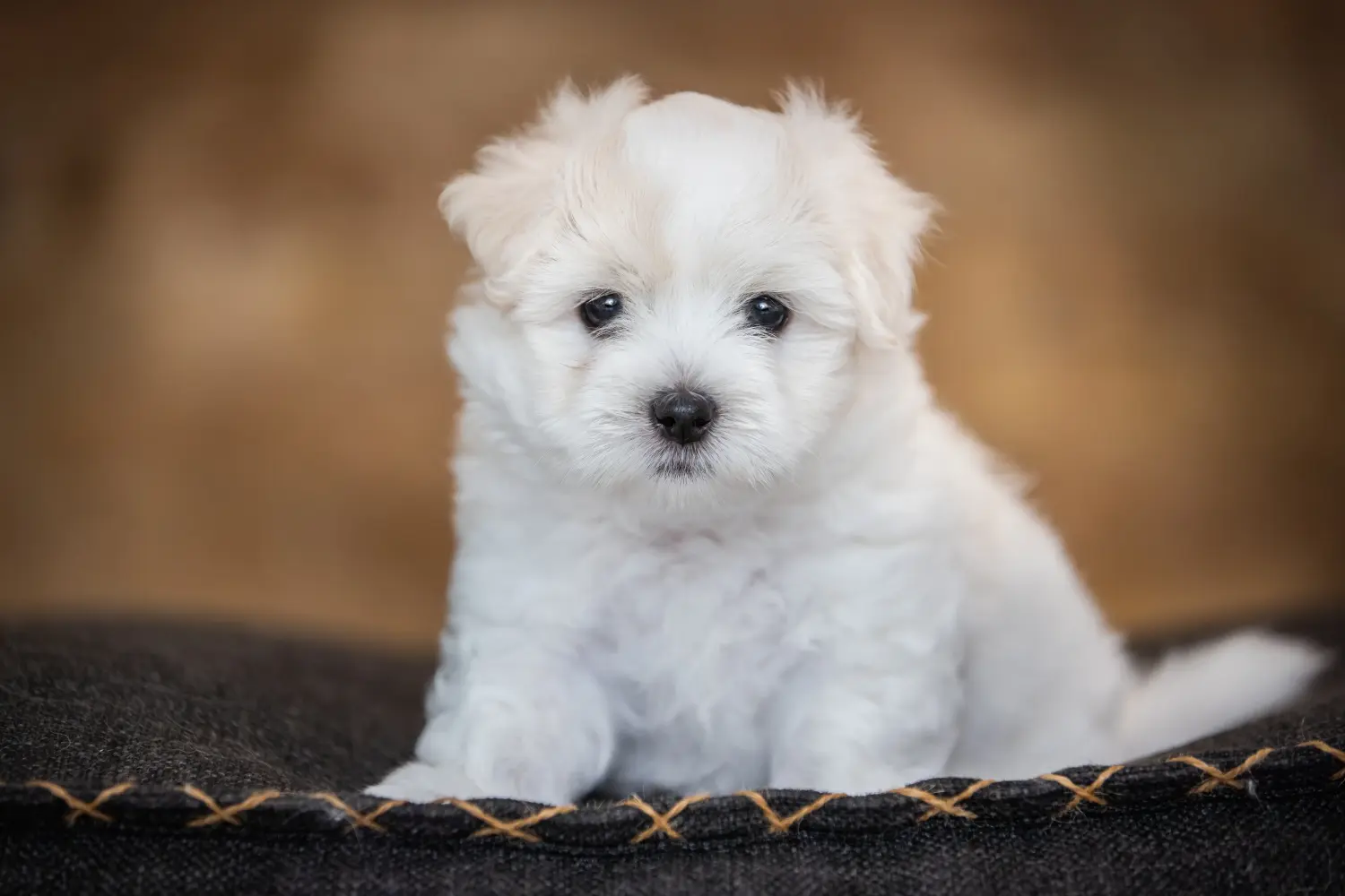 Coton de Tuléar kölyökkutya vásárlása felelősségvállalást jelent! Coton de Tuléar kiskutyák vásárlása.