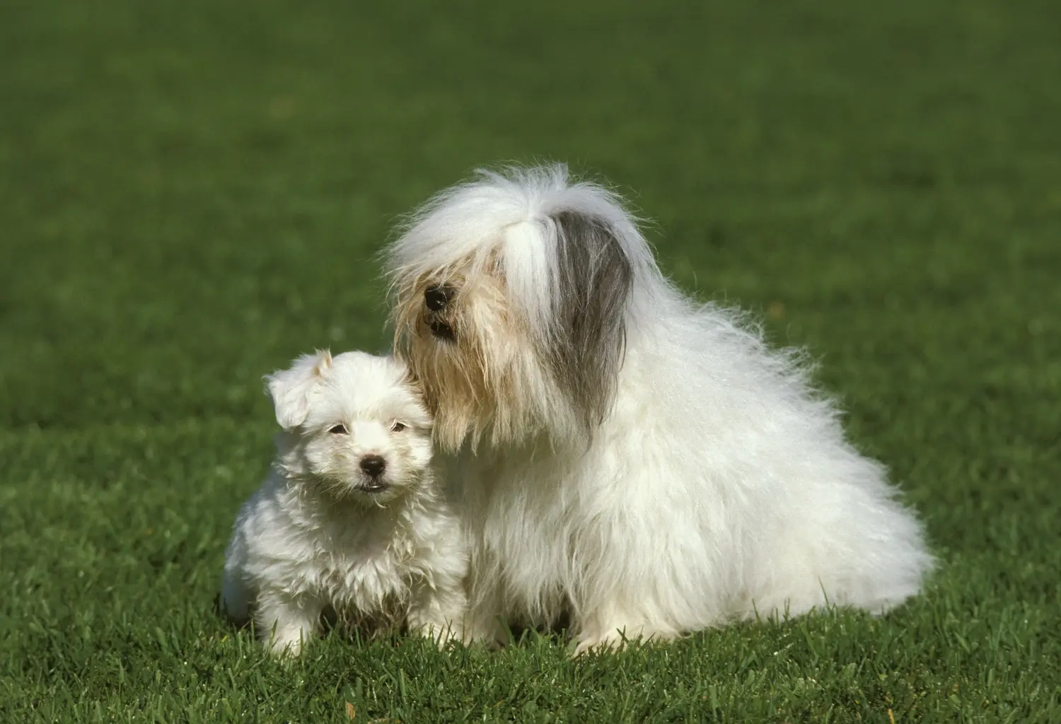 Coton de Tuléar kölyökkutya vásárlása felelősségvállalást jelent! Coton de Tuléar kiskutyák vásárlása.