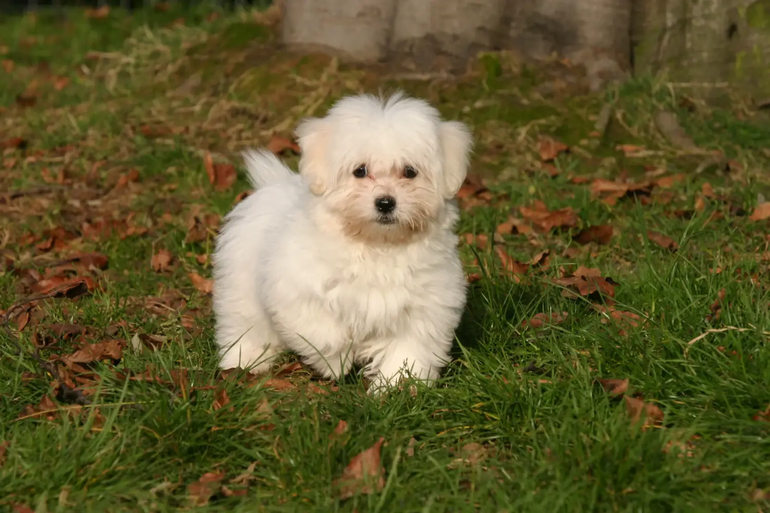 Coton de Tuléar kölyökkutya vásárlása felelősségvállalást jelent! Coton de Tuléar kiskutyák vásárlása.