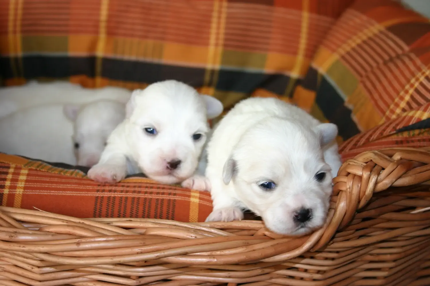 Coton de Tuléar kölyökkutya vásárlása felelősségvállalást jelent! Coton de Tuléar kiskutyák vásárlása.