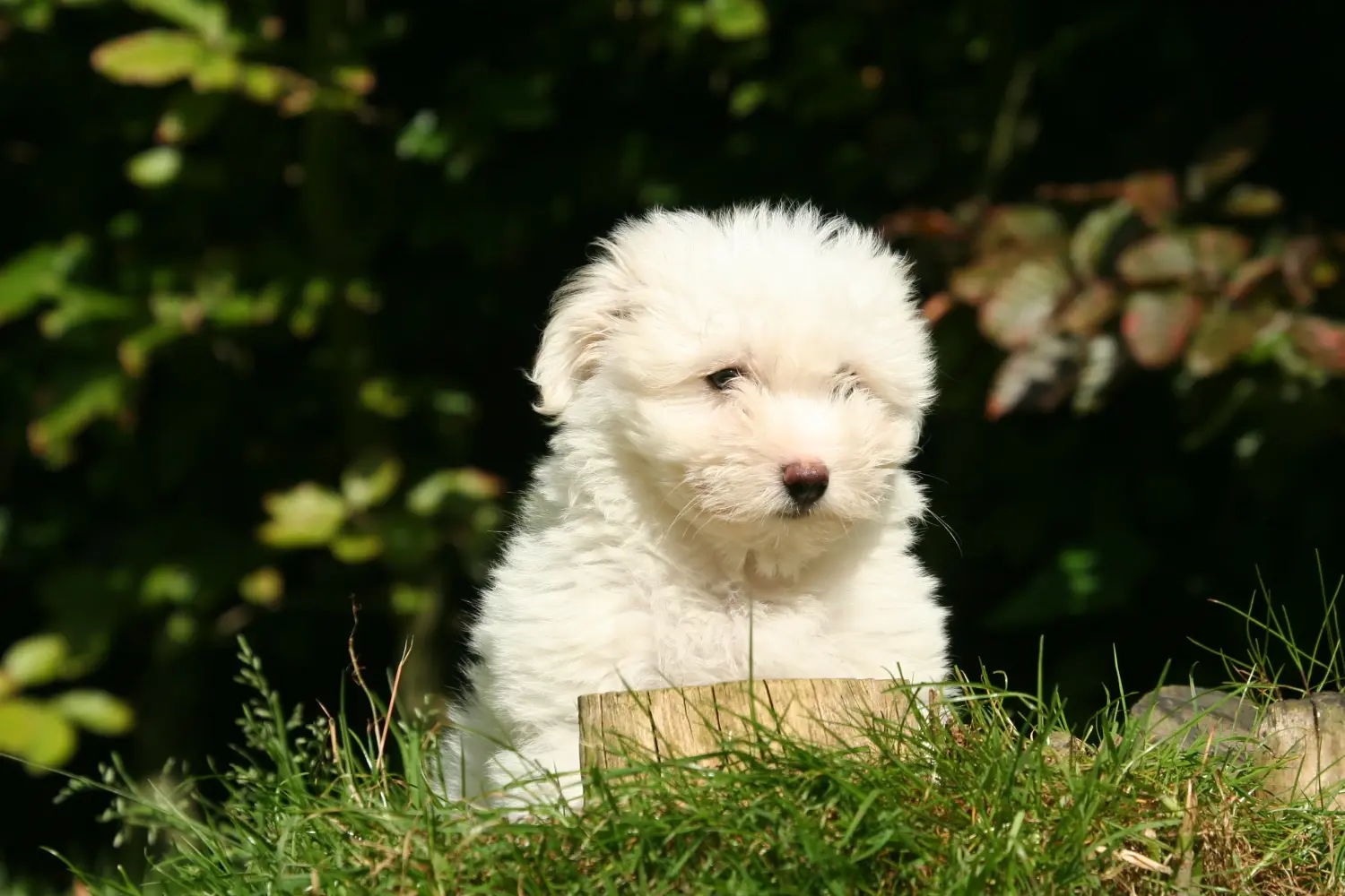 Coton de Tuléar kölyökkutya vásárlása felelősségvállalást jelent! Coton de Tuléar kiskutyák vásárlása.