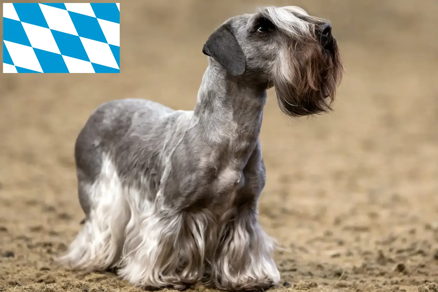 Cseh terrier kiskutyák és tenyésztők Bajorország Cseh terrier tenyésztőket Bajorországban itt találsz.
