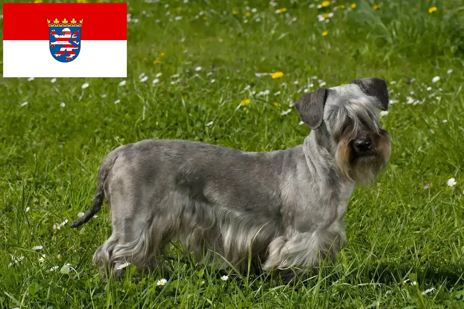 Cseh terrier kölykök és tenyésztő Hessen Cseh terrier tenyésztőket Hessenben itt találsz.