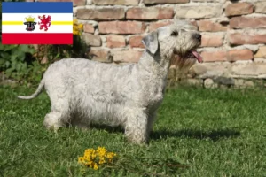 Read more about the article Cseh terrier tenyésztő és kölykök Mecklenburg-Vorpommernben