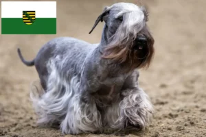 Read more about the article Cseh terrier tenyésztő és kölykök Szászországban