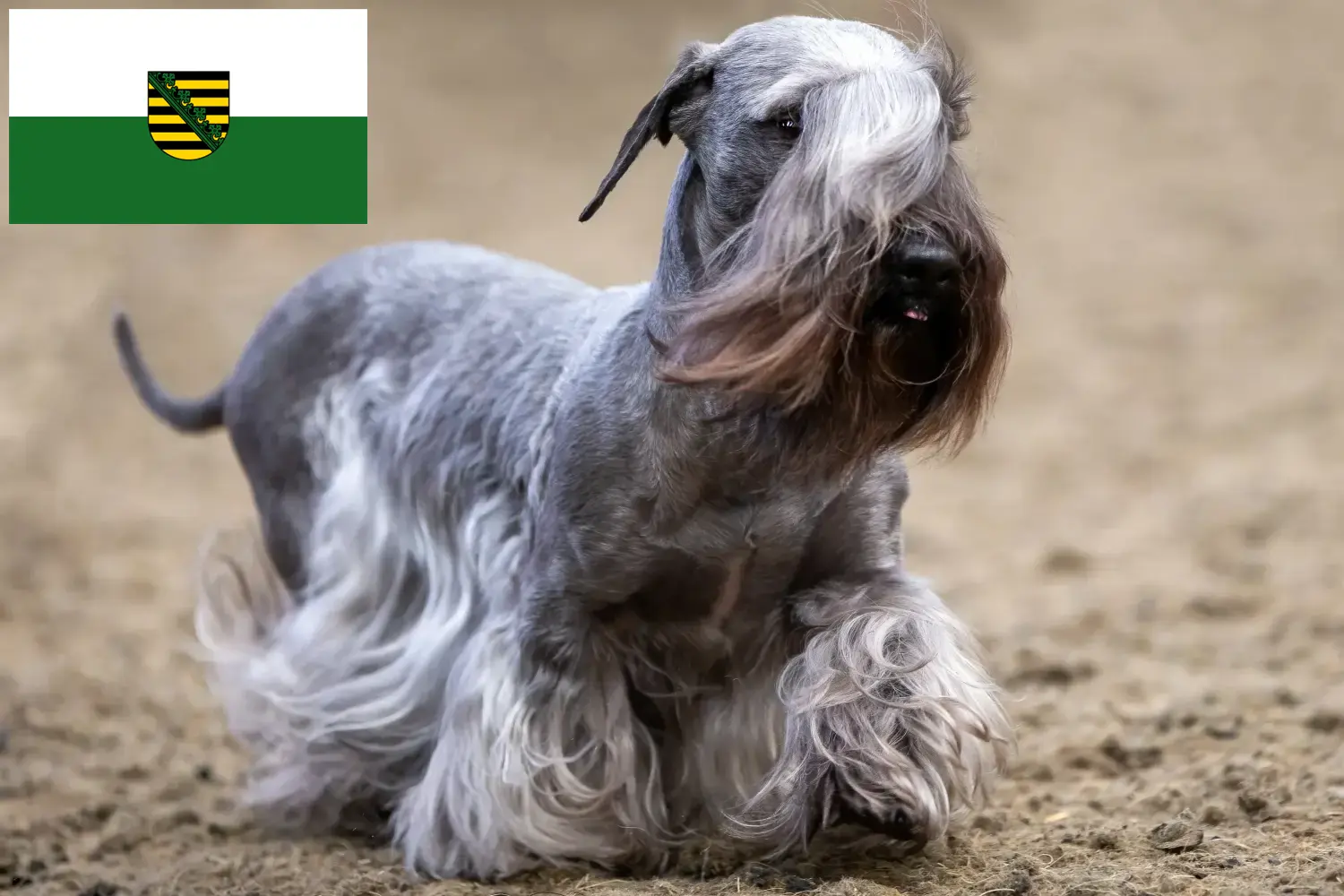Read more about the article Cseh terrier tenyésztő és kölykök Szászországban