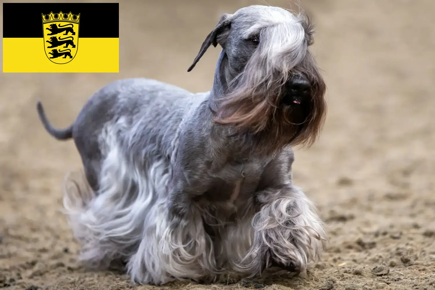 Read more about the article Cseh terrier tenyésztők és kölykök Baden-Württembergben