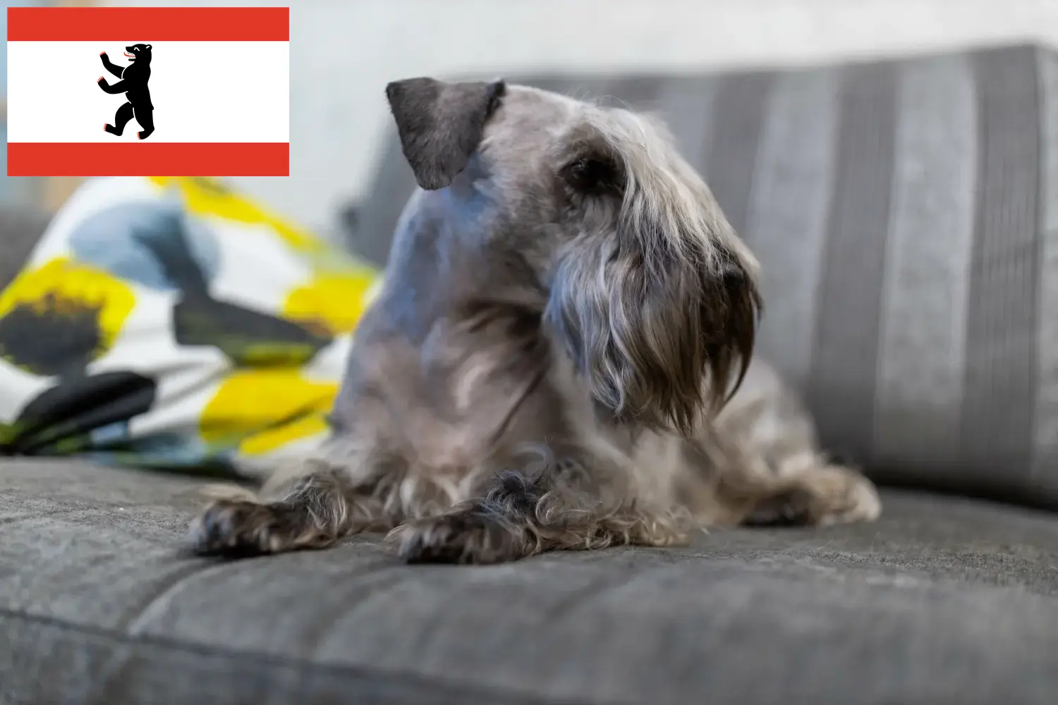 Read more about the article Cseh terrier tenyésztő és kölykök Berlinben