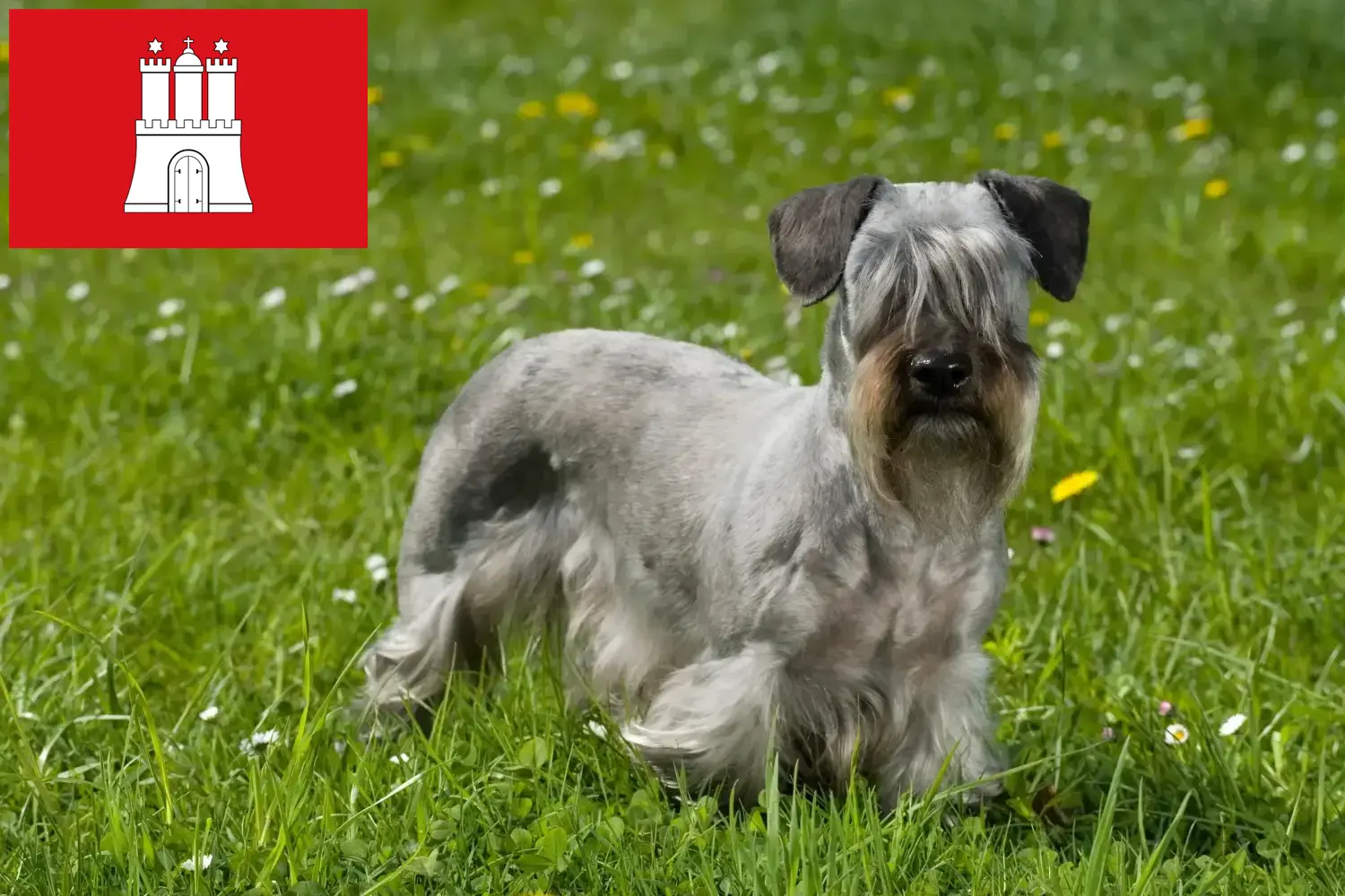 Read more about the article Cseh terrier tenyésztő és kölykök Hamburgban
