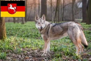 Read more about the article Csehszlovákiai farkaskutya tenyésztő és kölykök Alsó-Szászországban