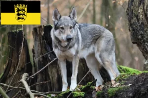 Read more about the article Csehszlovákiai farkaskutya tenyésztők és kölykök Baden-Württembergben