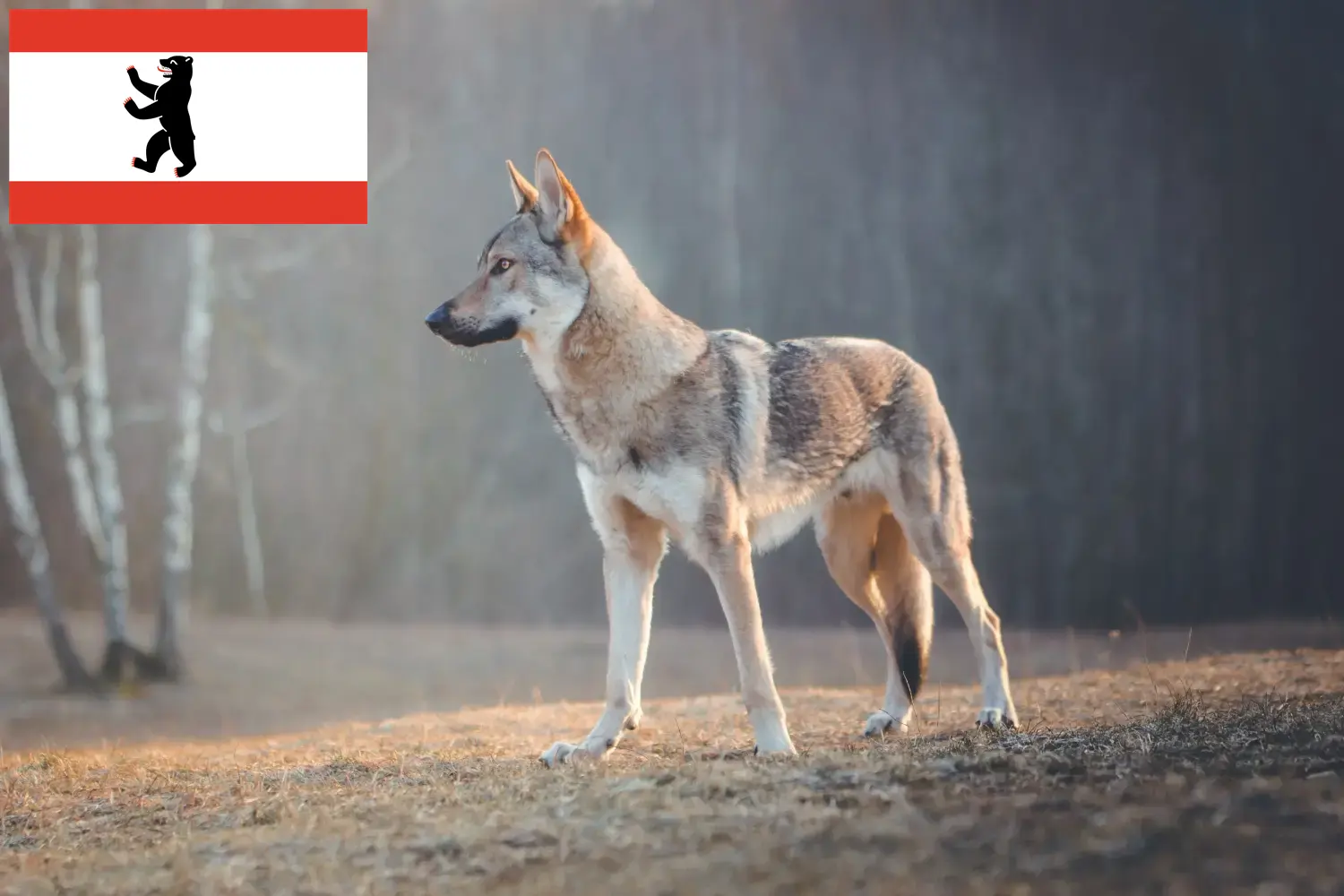 Csehszlovákiai farkaskutya kölyökkutyák és tenyésztők Berlin Keresse meg a Berlinben található csehszlovákiai farkaskutya tenyésztőket itt.