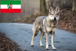 Read more about the article Csehszlovákiai farkaskutya tenyésztők és kölykök Észak-Rajna-Vesztfália területén
