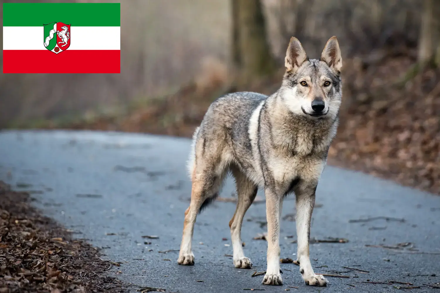 Csehszlovákiai farkaskutya kölykök és tenyésztők Észak-Rajna-Vesztfália Keressen csehszlovákiai farkaskutya tenyésztőket Észak-Rajna-Vesztfália területén.