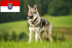 Read more about the article Csehszlovákiai farkaskutya tenyésztők és kölykök Hessenben