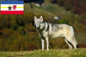 Read more about the article Csehszlovákiai farkaskutya tenyésztők és kölykök Mecklenburg-Elő-Pomeránia tartományban