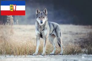 Read more about the article Csehszlovákiai farkaskutya tenyésztő és kölykök Schleswig-Holsteinben