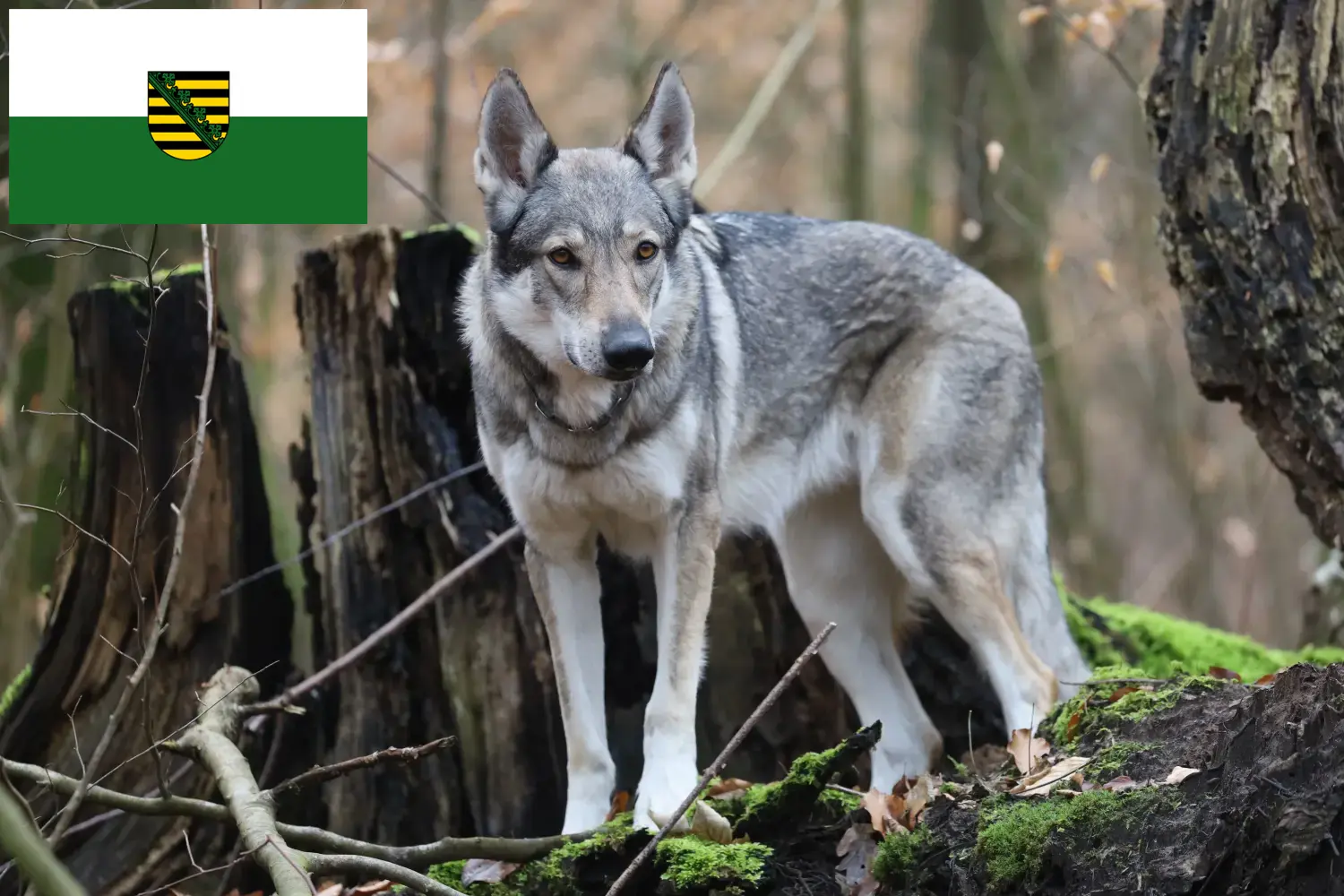 Read more about the article Csehszlovákiai farkaskutya tenyésztő és kölykök Szászországban