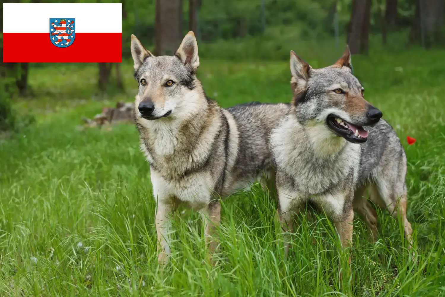Read more about the article Csehszlovákiai farkaskutya tenyésztő és kölykök Türingiában