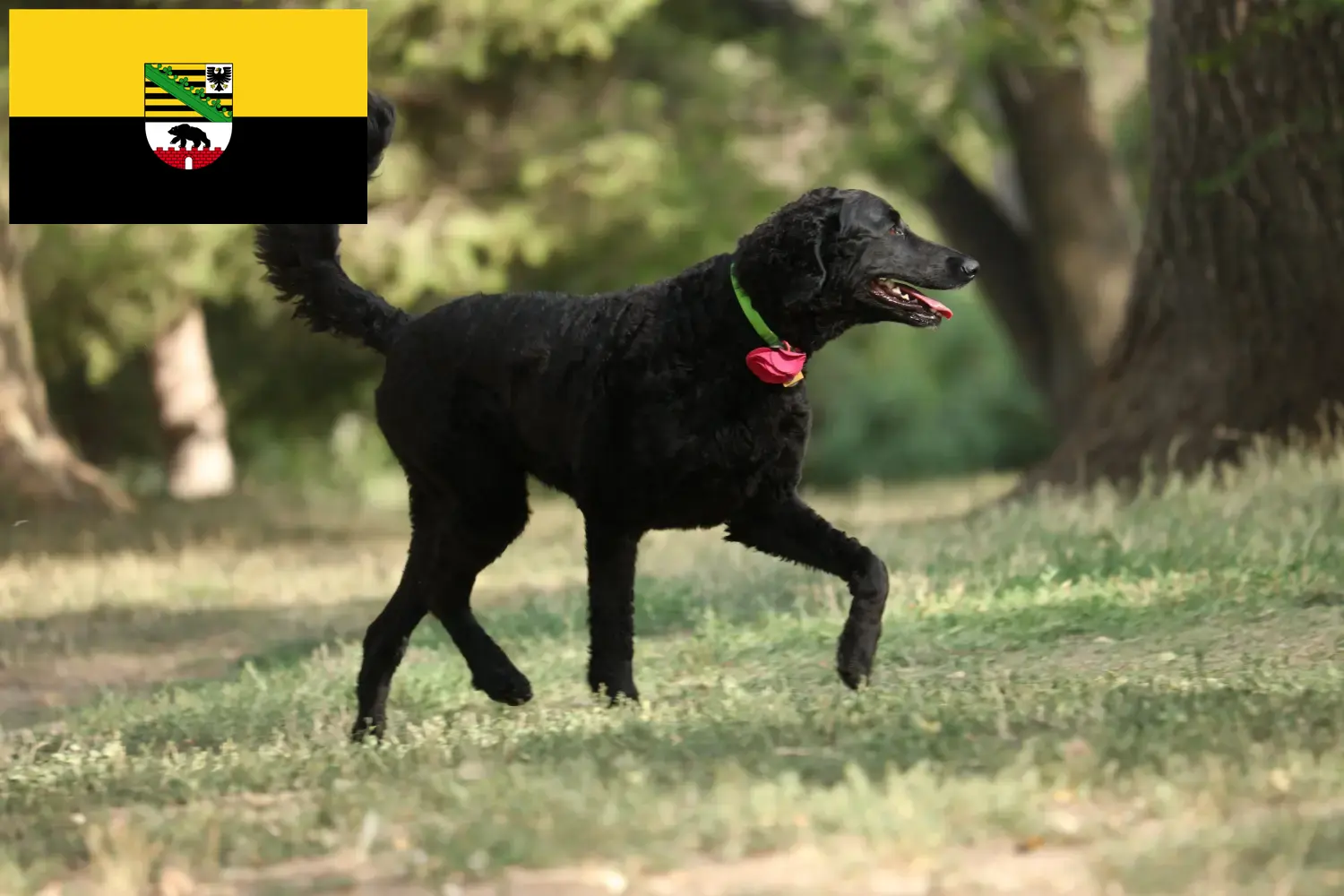 Curly Coated Retriever kiskutyák és tenyésztők Szász-Anhalt tartományban Itt találhatsz göndörkabátos retriever tenyésztőket Szász-Anhaltban.