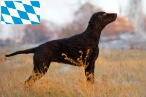 Read more about the article Curly Coated Retriever tenyésztők és kölykök Bajorországban