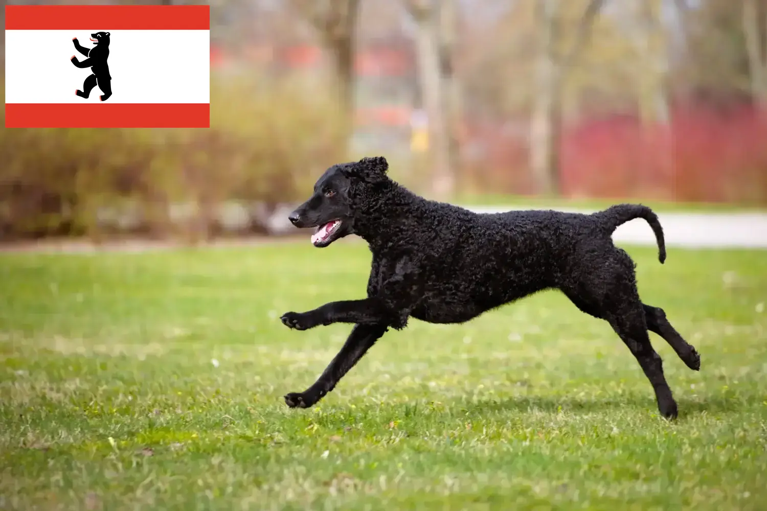 Curly Coated Retriever kiskutyák és tenyésztők Berlin Itt találhatsz göndörkabátos retriever tenyésztőket Berlinben.