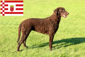 Read more about the article Curly Coated Retriever tenyésztők és kölykök Brémában