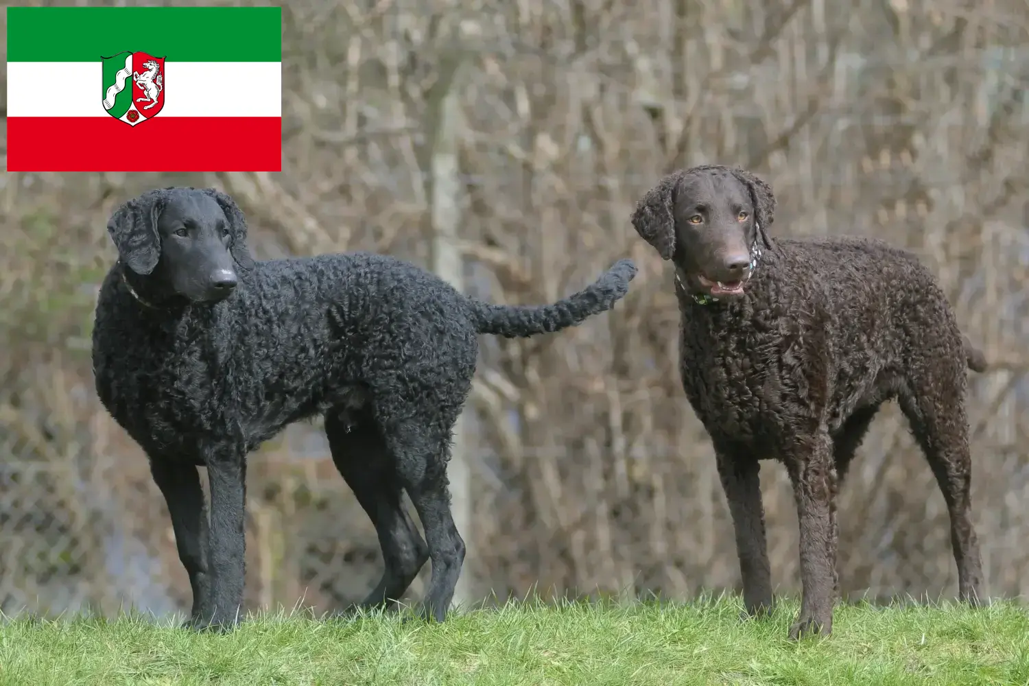 Curly Coated Retriever kiskutyák és tenyésztők Észak-Rajna-Vesztfália Itt megtalálhatja a Curly Coated Retriever tenyésztőket Észak-Rajna-Vesztfália területén.