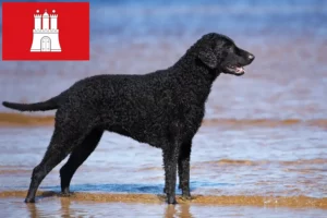 Read more about the article Curly Coated Retriever tenyésztők és kölykök Hamburgban