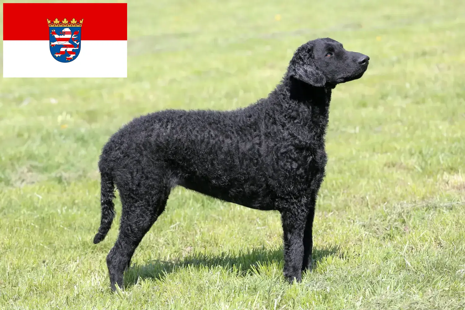 Curly Coated Retriever kiskutyák és tenyésztők Hessen Itt találhat Curly Coated Retriever tenyésztőket Hessenben.