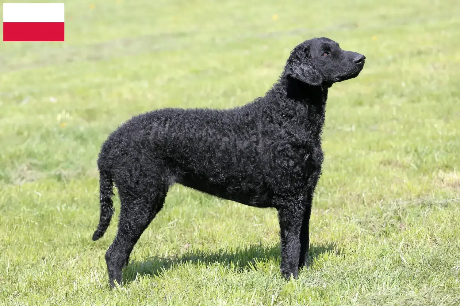 Curly Coated Retriever kiskutyák és tenyésztők Lengyelország Keress Curly Coated Retriever tenyésztőket Lengyelországban.