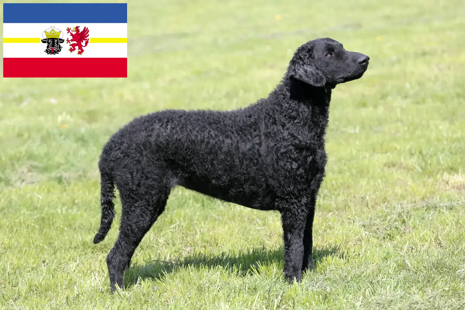 Curly Coated Retriever kiskutyák és tenyésztők Mecklenburg-Elő-Pomeránia Itt találhat Curly Coated Retriever tenyésztőket Mecklenburg-Elő-Pomeránia területén.
