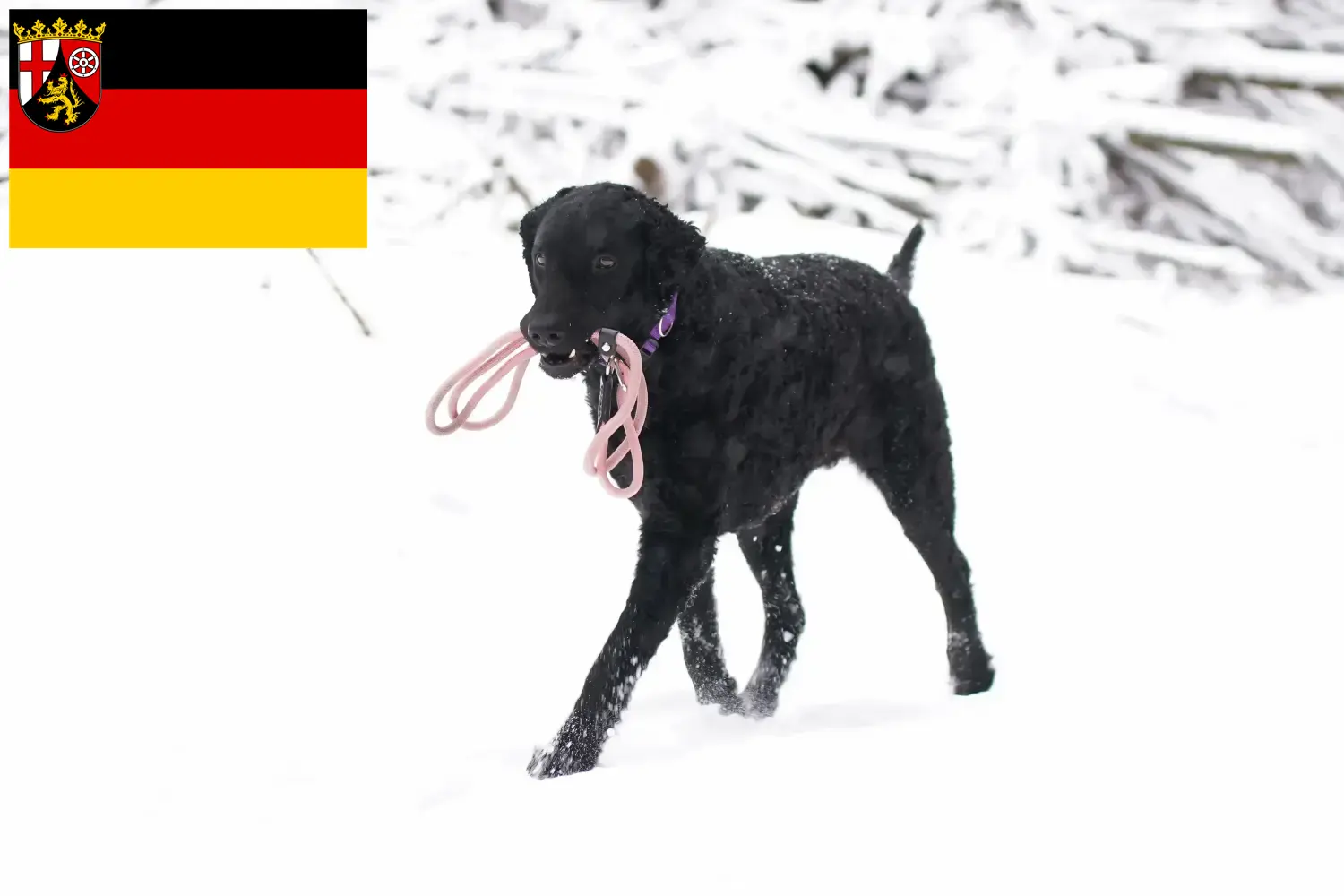 Curly Coated Retriever kiskutyák és tenyésztők Rajna-vidék-Pfalz Itt találhat Curly Coated Retriever tenyésztőket Rajna-vidék-Pfalzban.