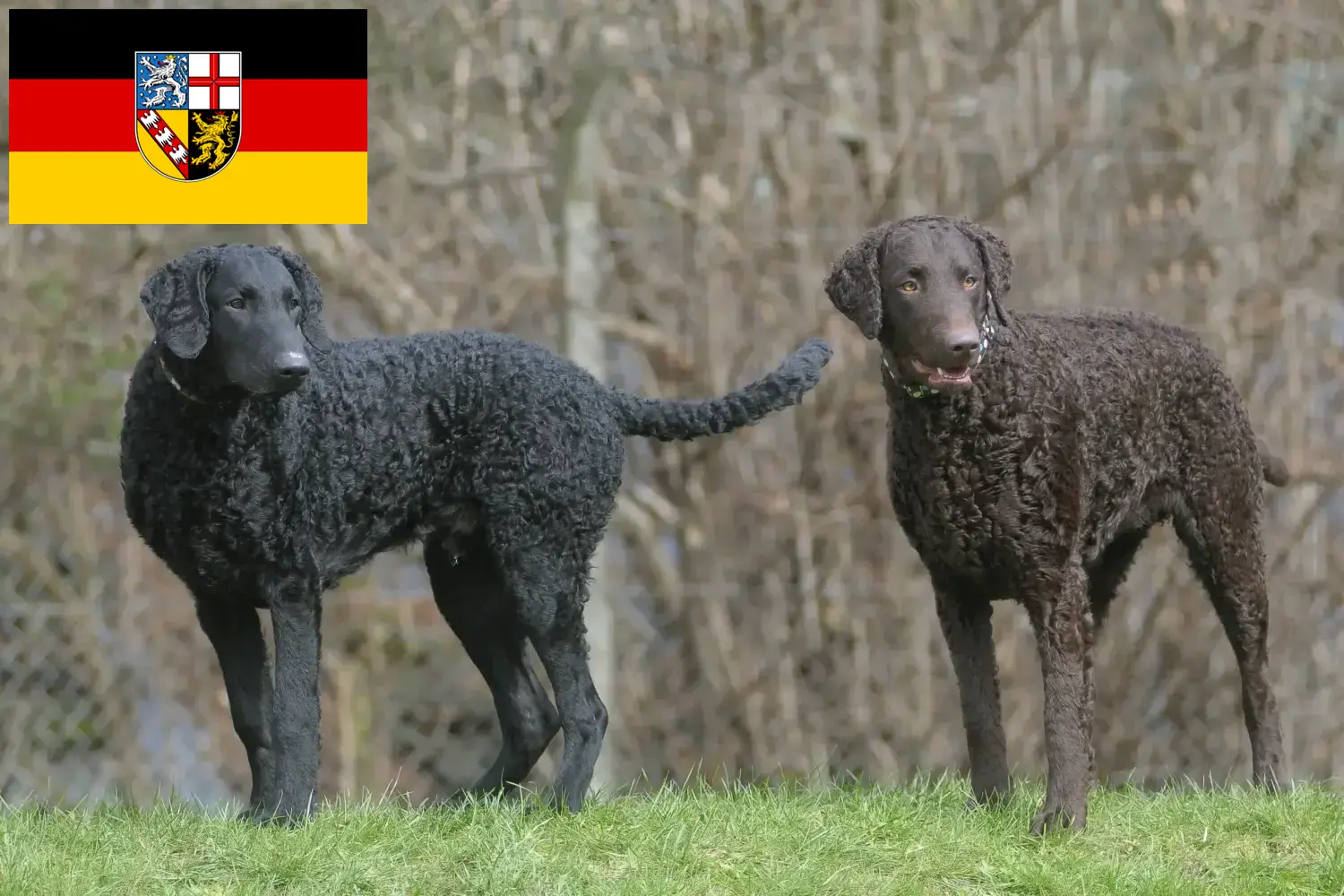 Curly Coated Retriever kiskutyák és tenyésztők Saarland Itt találhatsz Curly Coated Retriever tenyésztőket Saar-vidéken.