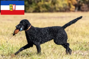 Read more about the article Curly Coated Retriever tenyésztők és kiskutyák Schleswig-Holstein tartományban