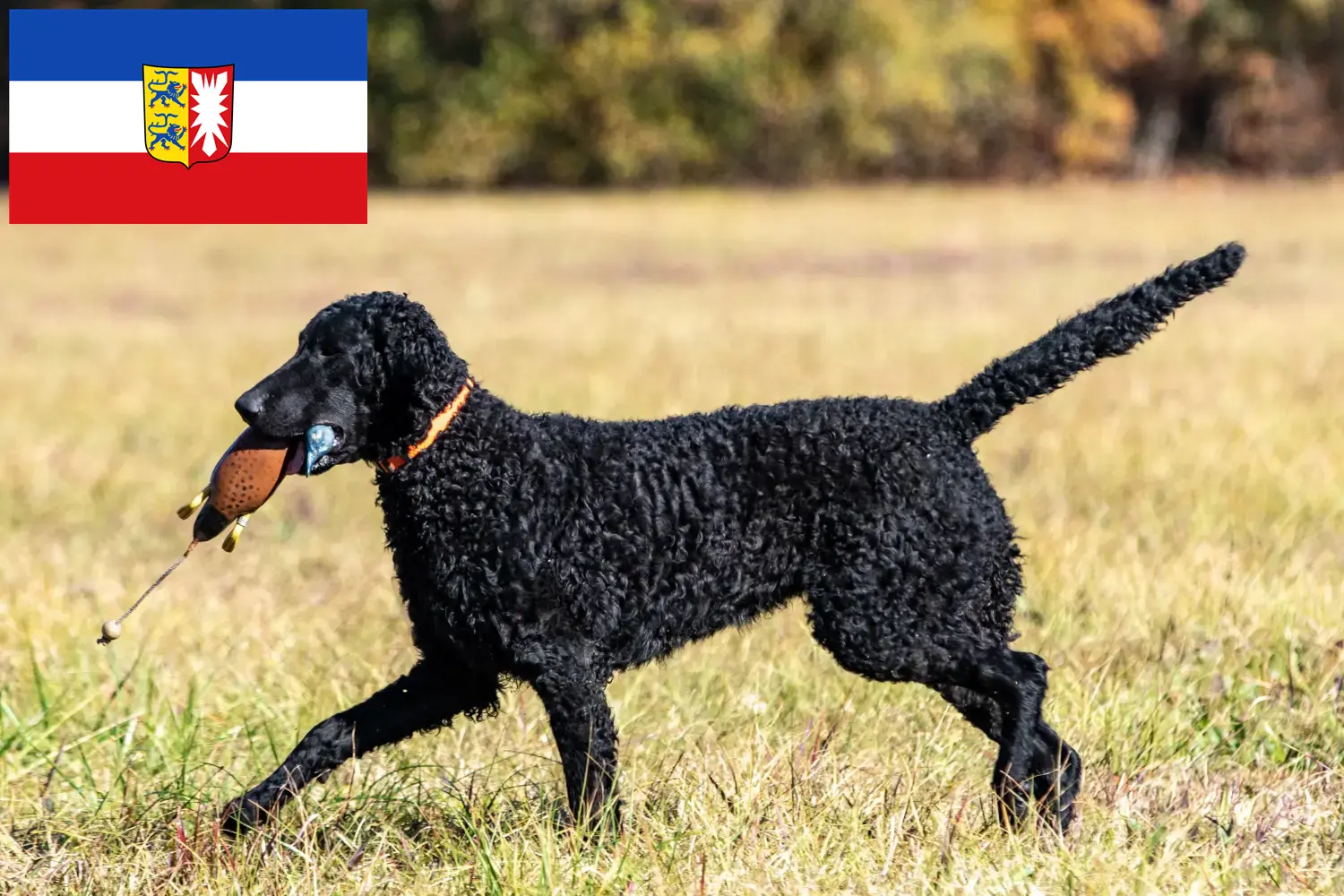 Curly Coated Retriever kiskutyák és tenyésztők Schleswig-Holstein Itt találhatsz Curly Coated Retriever tenyésztőket Schleswig-Holstein területén.