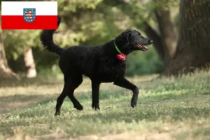 Read more about the article Curly Coated Retriever tenyésztők és kölykök Türingiában