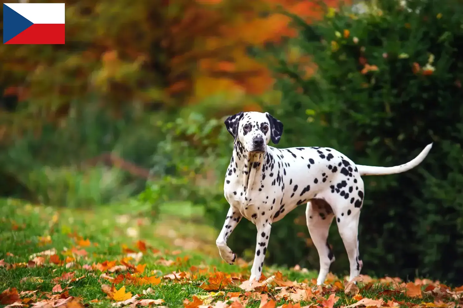 Dalmata kiskutyák és tenyésztők Csehország Keress dalmata tenyésztőket Csehországban.