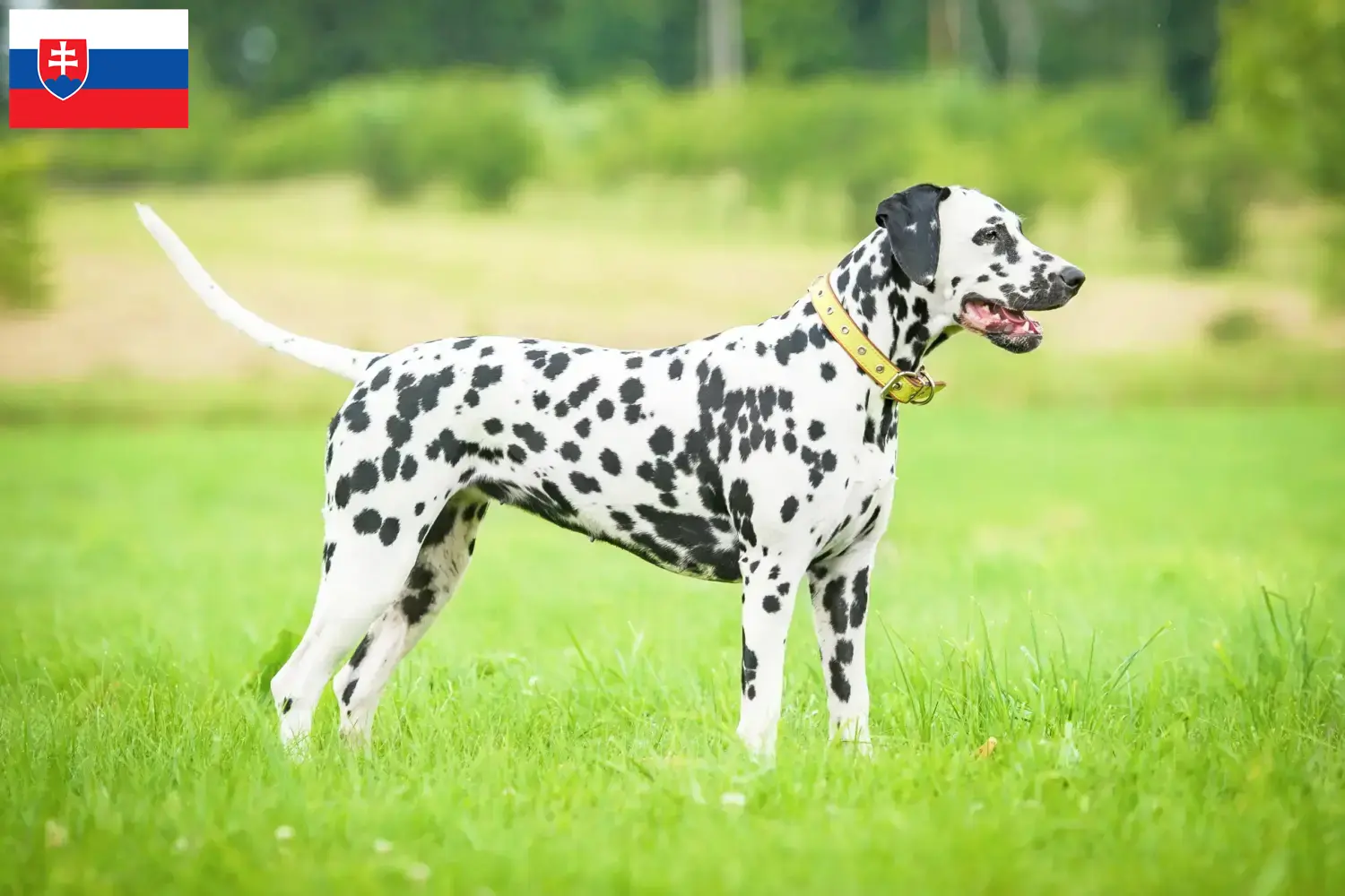 Dalmata kölyökkutyák és tenyésztők Szlovákia Szlovákiai dalmata tenyésztőket itt talál.